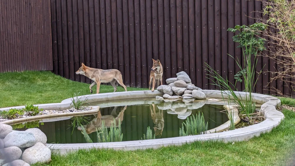Záchranné centrum pro šelmy v táborské zoo pomohlo prvním zvířatům, útočiště v něm našla pětice vlků