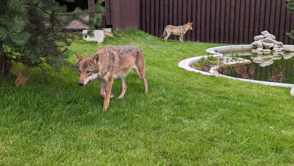 Záchranné centrum pro šelmy v táborské zoo pomohlo prvním zvířatům, útočiště v něm našla pětice vlků