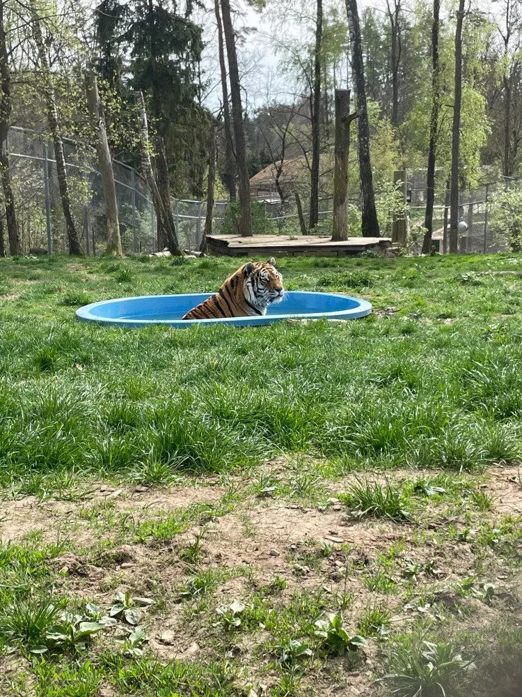FOTO: Bazén, studená sprcha i ledové dorty. Zvířata v zoo si užívají letní ochlazení