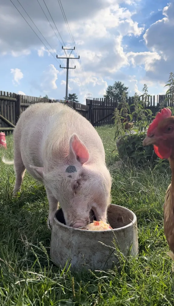 FOTO: Bazén, studená sprcha i ledové dorty. Zvířata v zoo si užívají letní ochlazení