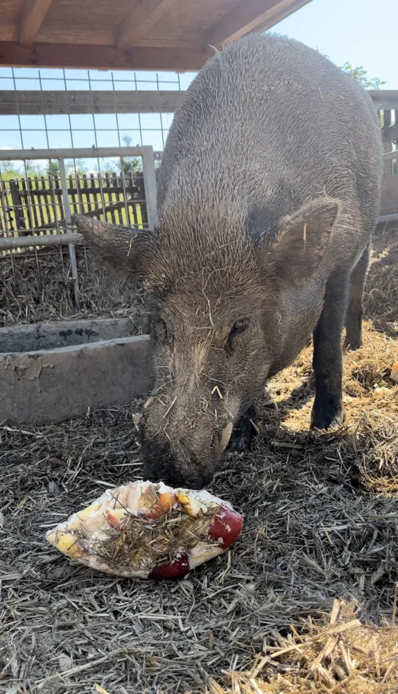 FOTO: Bazén, studená sprcha i ledové dorty. Zvířata v zoo si užívají letní ochlazení