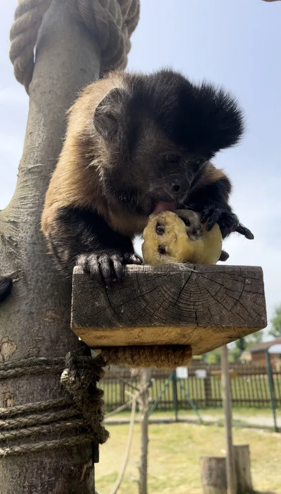 FOTO: Bazén, studená sprcha i ledové dorty. Zvířata v zoo si užívají letní ochlazení