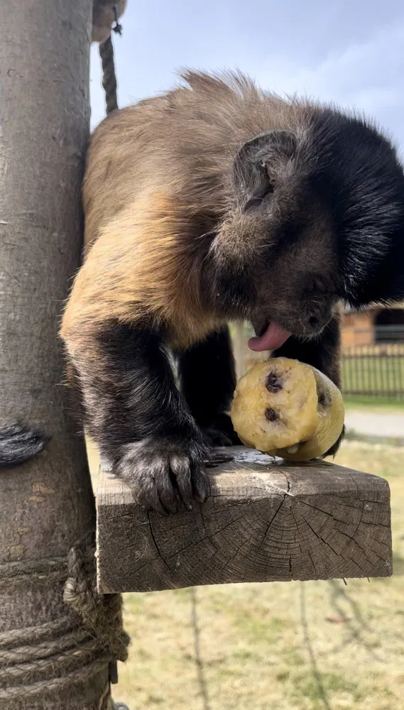 FOTO: Bazén, studená sprcha i ledové dorty. Zvířata v zoo si užívají letní ochlazení