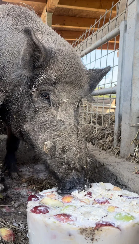FOTO: Bazén, studená sprcha i ledové dorty. Zvířata v zoo si užívají letní ochlazení