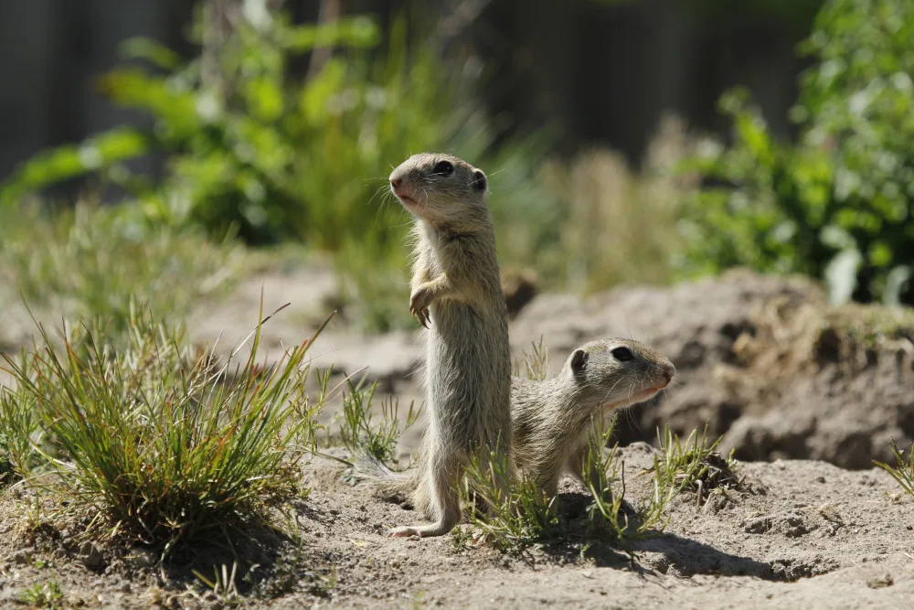 Zoo Hluboká pomáhá s návratem syslů do krajiny, na Strakonicku a v Českém středohoří vypustila dalších 95 jedinců