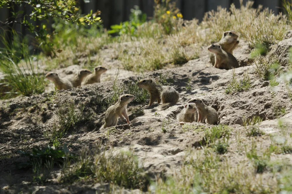 Zoo Hluboká pomáhá s návratem syslů do krajiny, na Strakonicku a v Českém středohoří vypustila dalších 95 jedinců