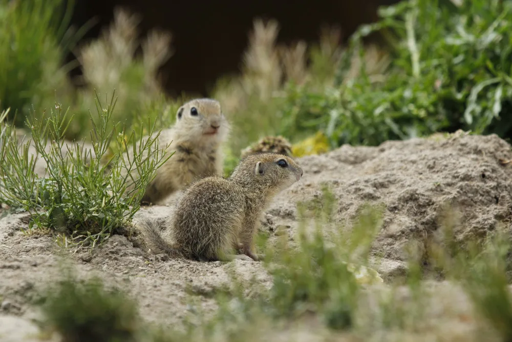 Zoo Hluboká pomáhá s návratem syslů do krajiny, na Strakonicku a v Českém středohoří vypustila dalších 95 jedinců