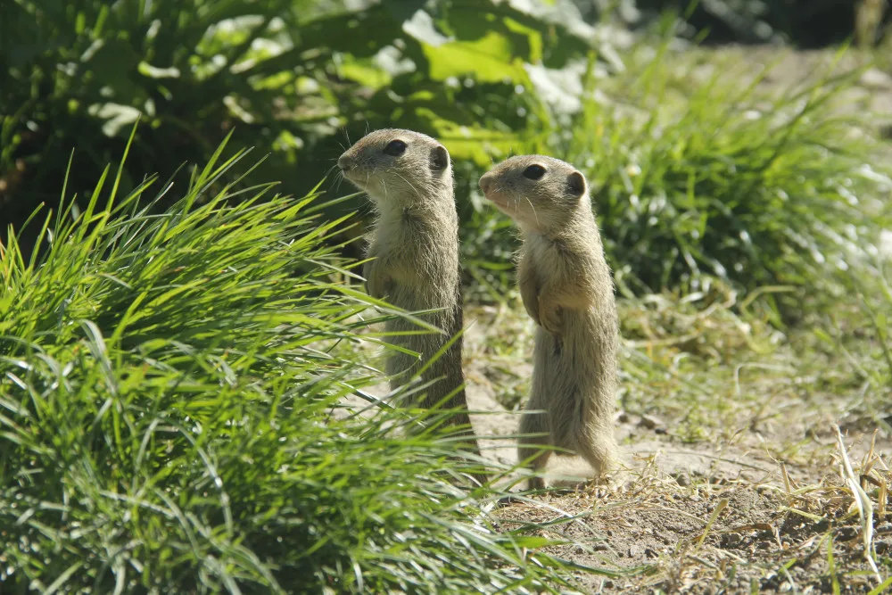 Zoo Hluboká pomáhá s návratem syslů do krajiny, na Strakonicku a v Českém středohoří vypustila dalších 95 jedinců