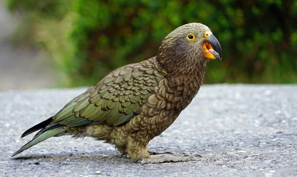 V táborské zoo mohou návštěvníci vidět ohroženého papouška nestora kea