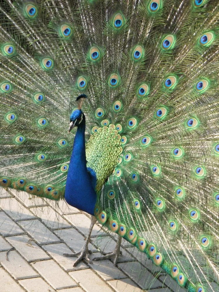 V táborské zoo přibyla trojice pávů korunkatých, jedna ze samic sedí na