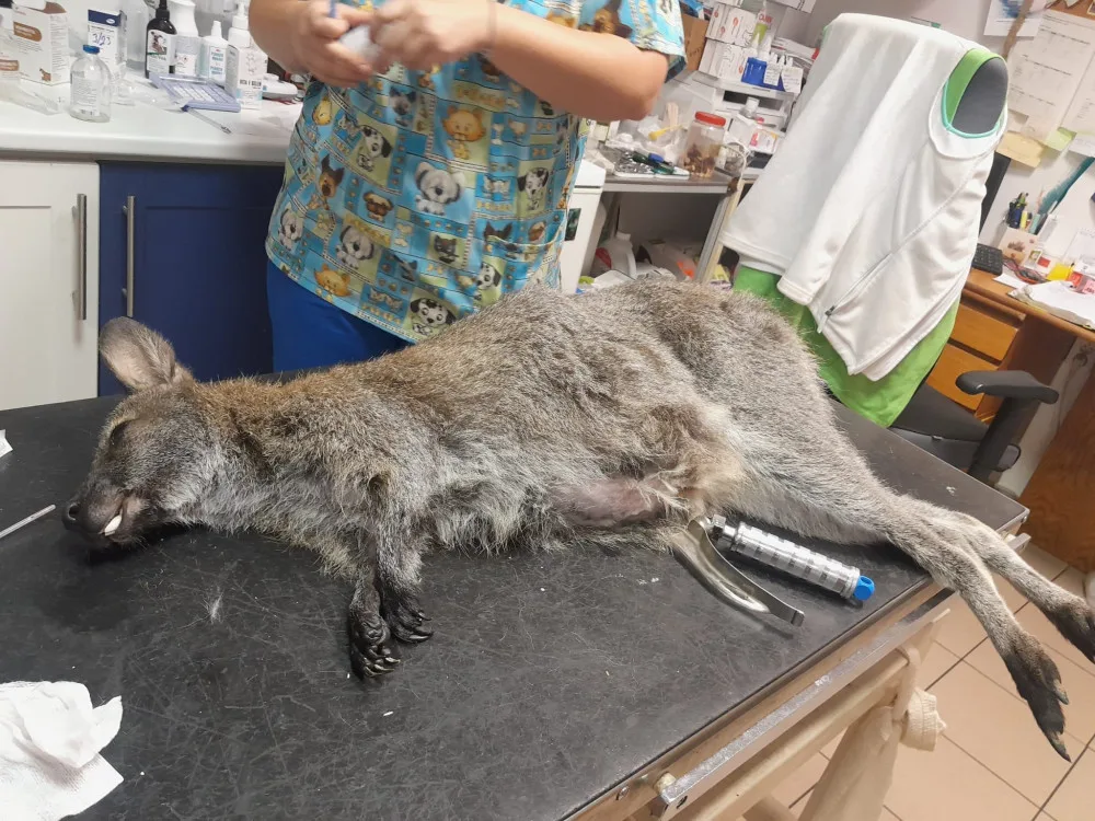 V putimské zoo návštěvníci otrávili samici klokana. Krmili ji i navzdory přísnému zákazu.