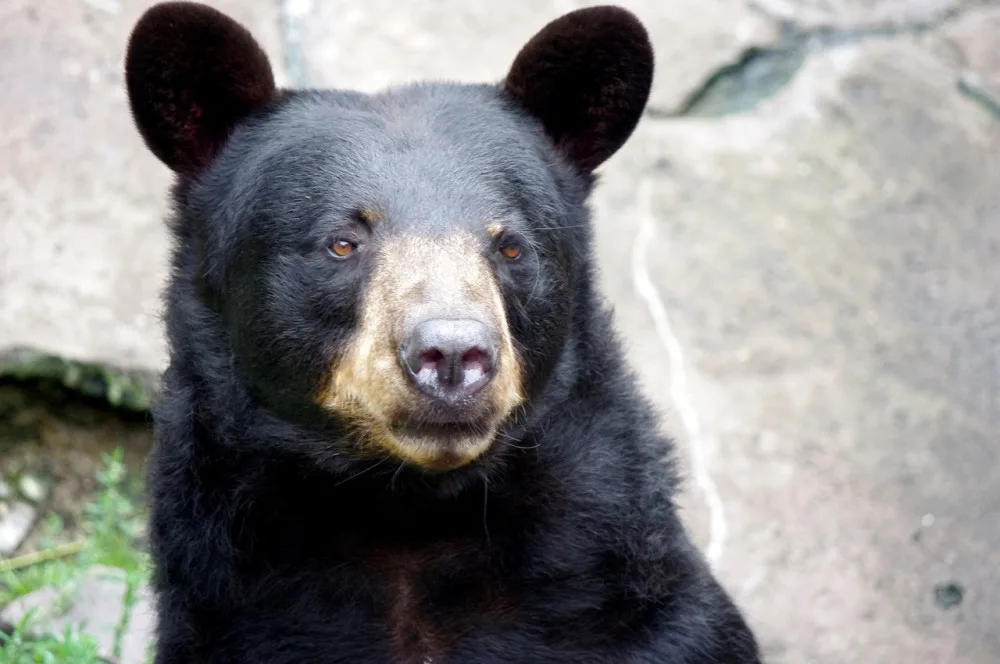 Do táborské zoo se po tragické ztrátě opět vrátí medvěd baribal. Dva medvědí samci se návštěvníkům představí už v září
