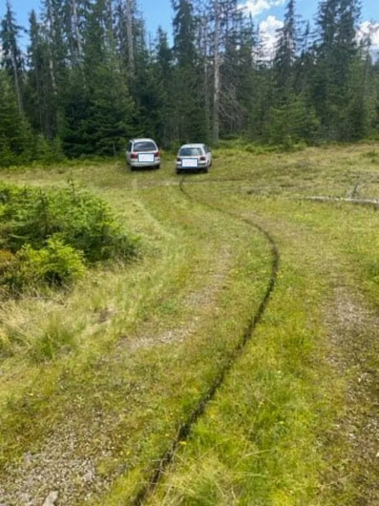 Gangy sběračů borůvek drancují lesy v NP Šumava. Strážci jim rozdali pokuty za více než čtvrt milionu korun