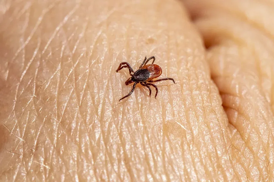 Jihočeští hygienici hlásí nárůst případů lymeské boreliózy a encefalitidy