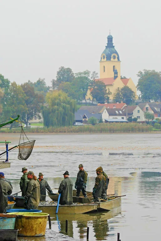 Začíná sezona výlovů. U Munického rybníku na Hluboké zazní hudba a bude vařit šéfkuchař