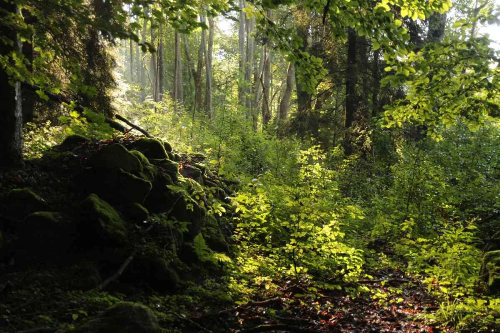 NP Šumava chce do deseti let rozšířit bezzásahovou zónu na více než 50 procent své rozlohy, inspirací mu je Bavorský les