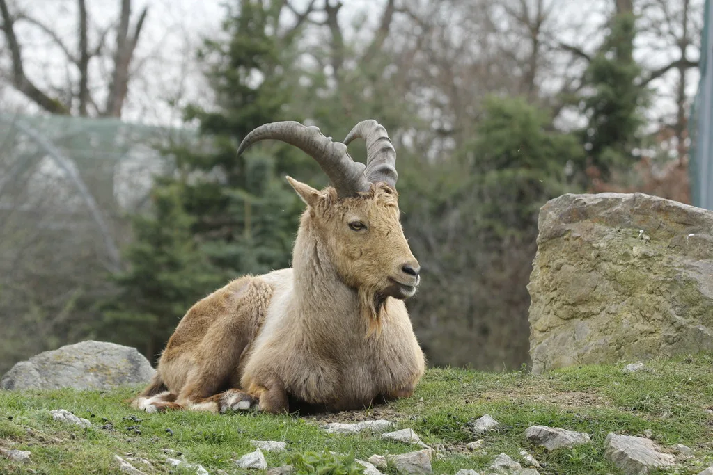 Jarní prázdniny v Zoo Hluboká nad Vltavou: Přijďte zažít kouzlo přírody a radost z mláďat