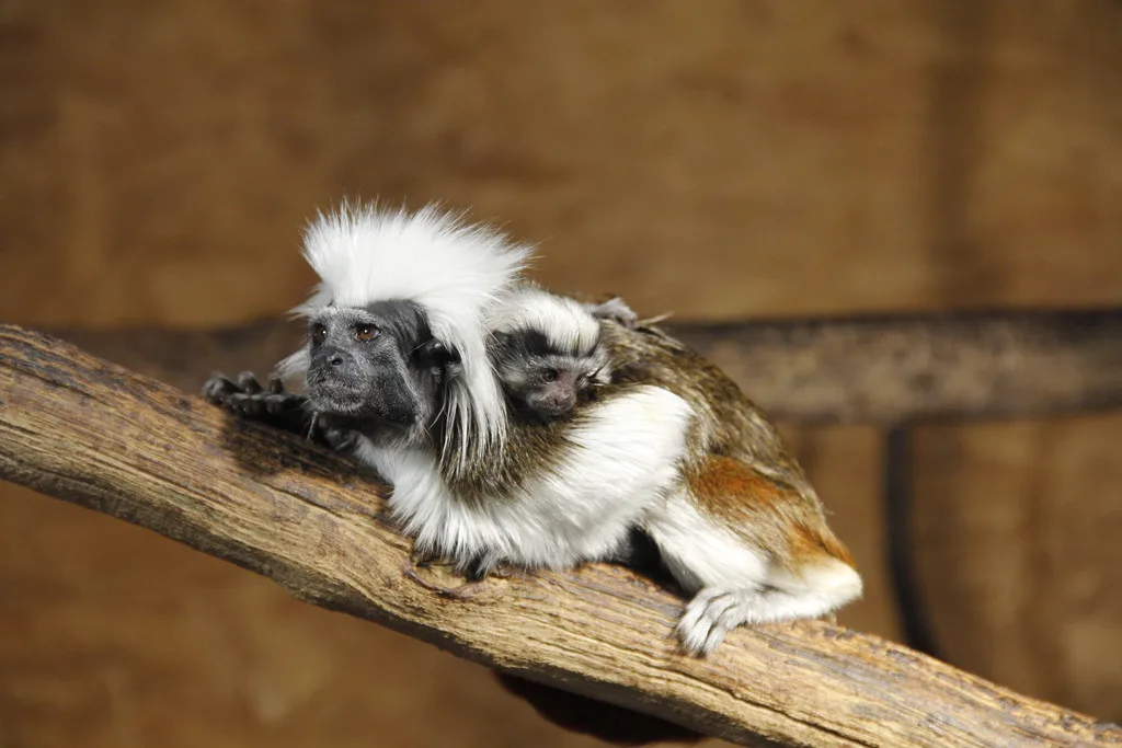 Jarní prázdniny v Zoo Hluboká nad Vltavou: Přijďte zažít kouzlo přírody a radost z mláďat