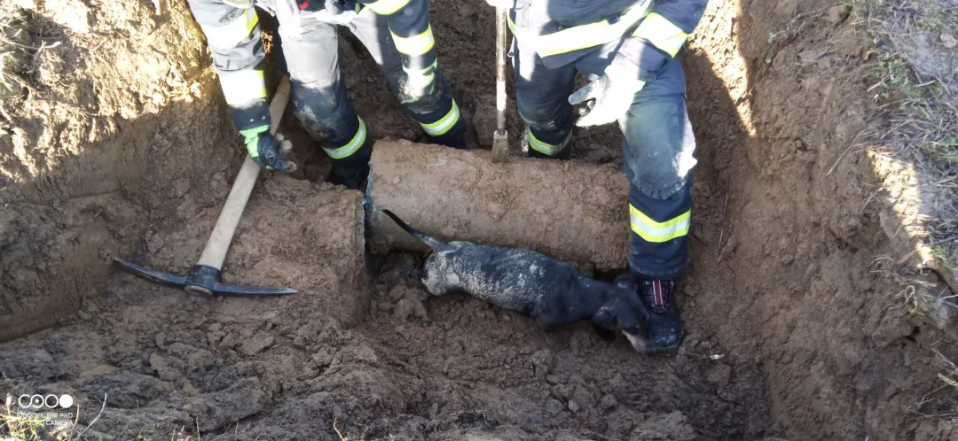 Jezevčík uvízl v potrubí. Hasičům se podařilo ho po 27 hodinách zachránit