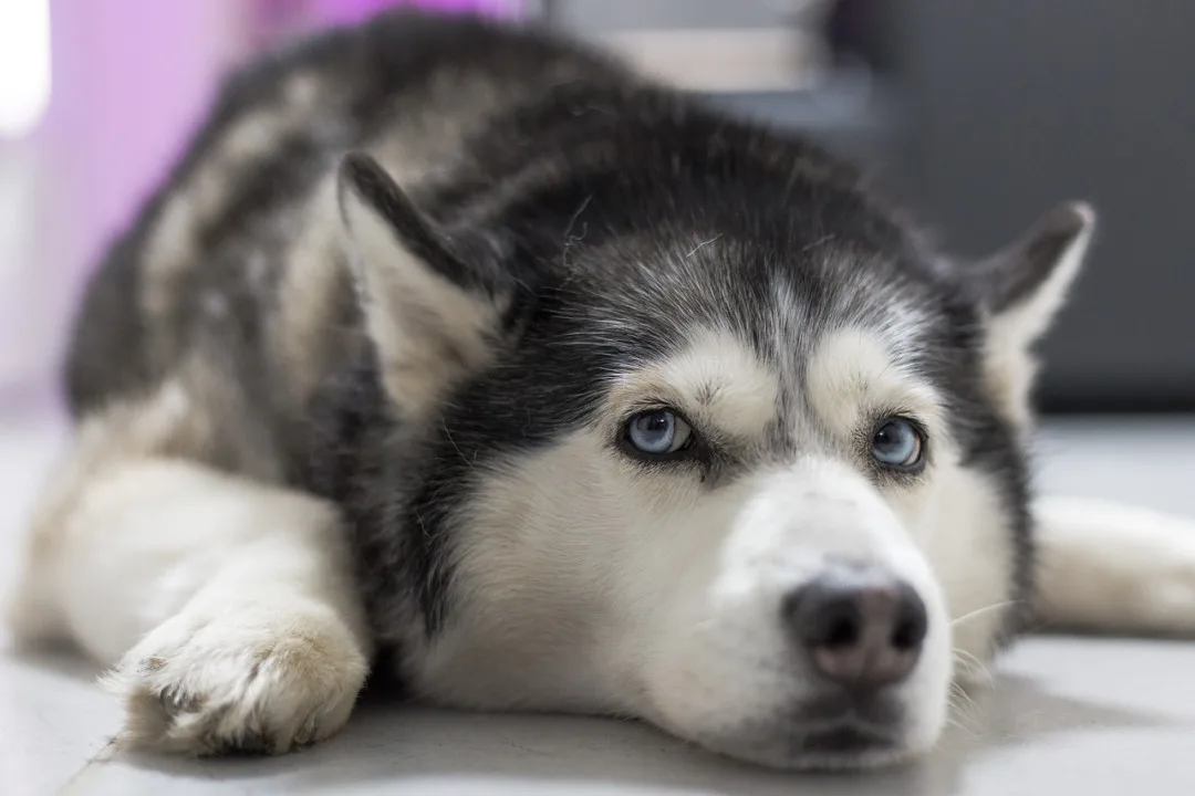 Veterináři loni evidovali více podnětů na týrání zvířat, třetina oprávněná