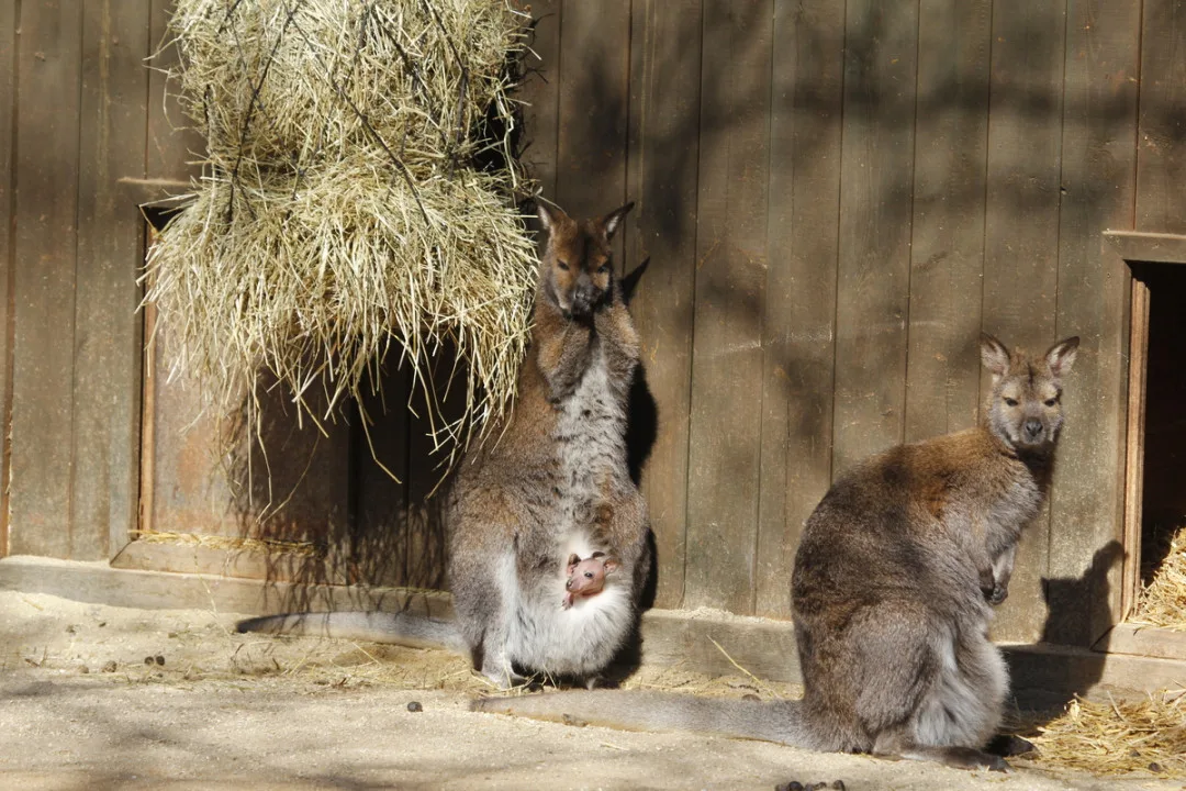 Nový život v Zoo Hluboká nad Vltavou: Přijďte obdivovat nejen mláďata