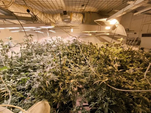 Policie našla u muže z Táborska téměř sto rostlin konopí a kilo marihuany