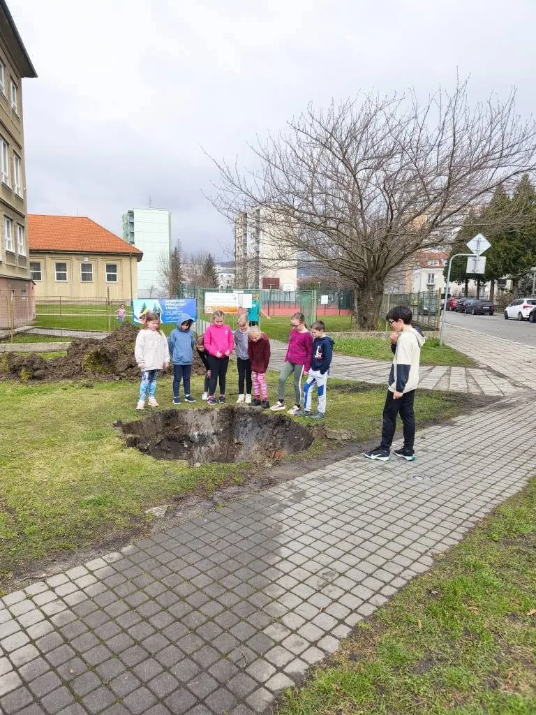 Strakonice nechaly kvůli úpravě vozovky přesadit čtyři pětadvacetileté habry