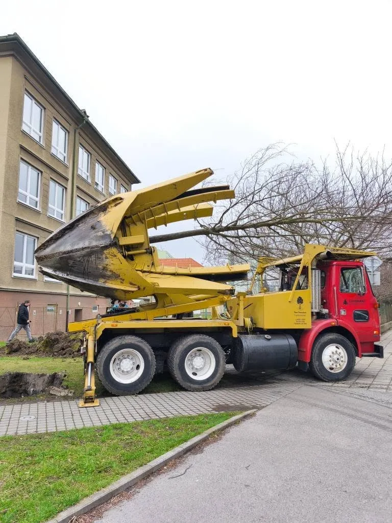 Strakonice nechaly kvůli úpravě vozovky přesadit čtyři pětadvacetileté habry