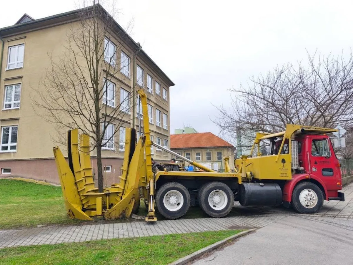 Strakonice nechaly kvůli úpravě vozovky přesadit čtyři pětadvacetileté habry