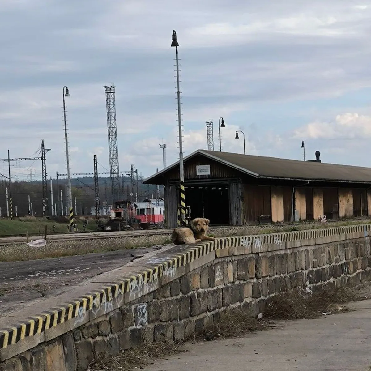 Rumunská fenka se prokousala z kotce a je opět na útěku