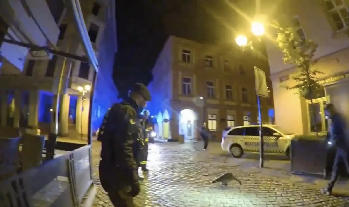 Mýval v centru Budějovic překvapil strážníky i hasiče. Skočil na auto a utekl do tmy