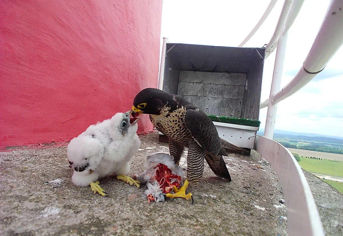 V Temelíně se vylíhla čtyři mláďata kriticky ohroženého sokola stěhovavého