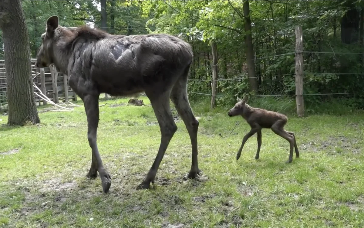 Zoo v Hluboké nad Vltavou truchlí, losí mládě zemřelo jen pár dní po narození