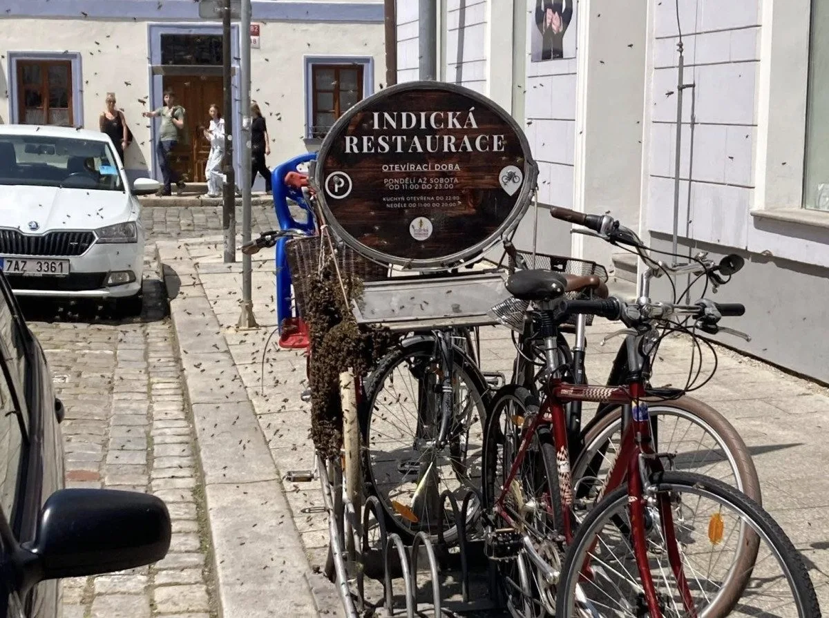 V centru Budějc se usadil roj včel. Likvidovat ho museli hasiči