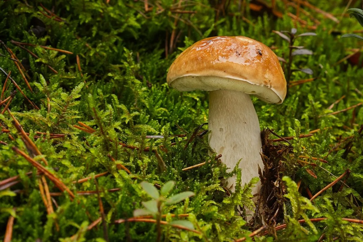 Houbařská sezóna na jihu pomalu startuje. Po deštích se objevují první hřiby