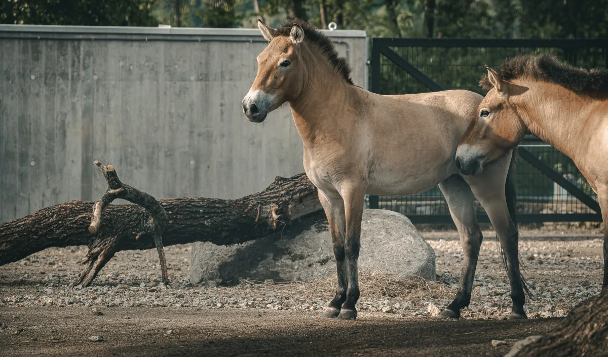Objevte svět zvířat v Zoo Hluboká – letní dobrodružství, které vás nadchne