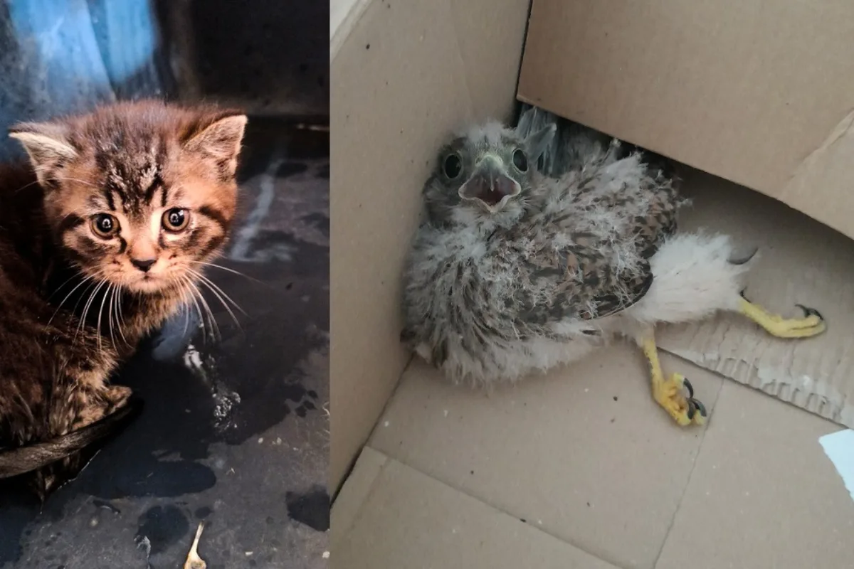 Strážníci pomohli i kotěti a mláděti poštolky