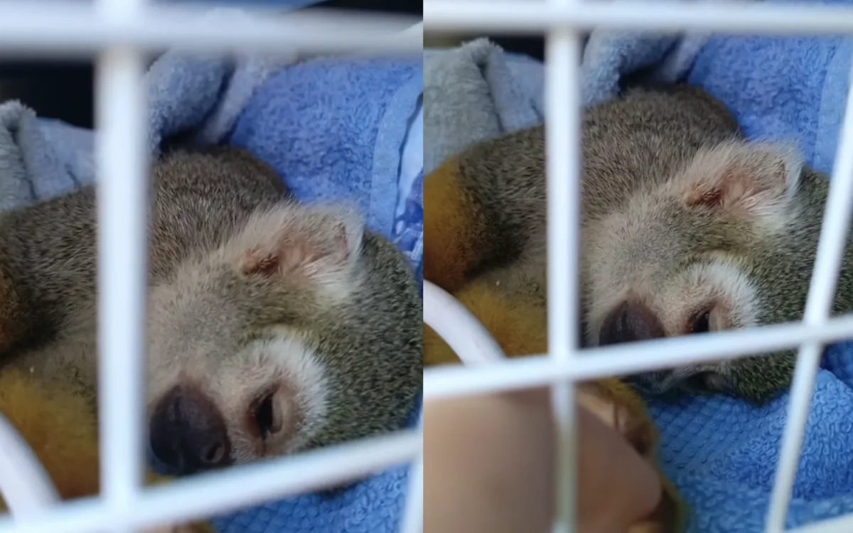 Opičku v jindřichohradecké zoo někdo krmil čokoládou. Trpící zvíře museli utratit