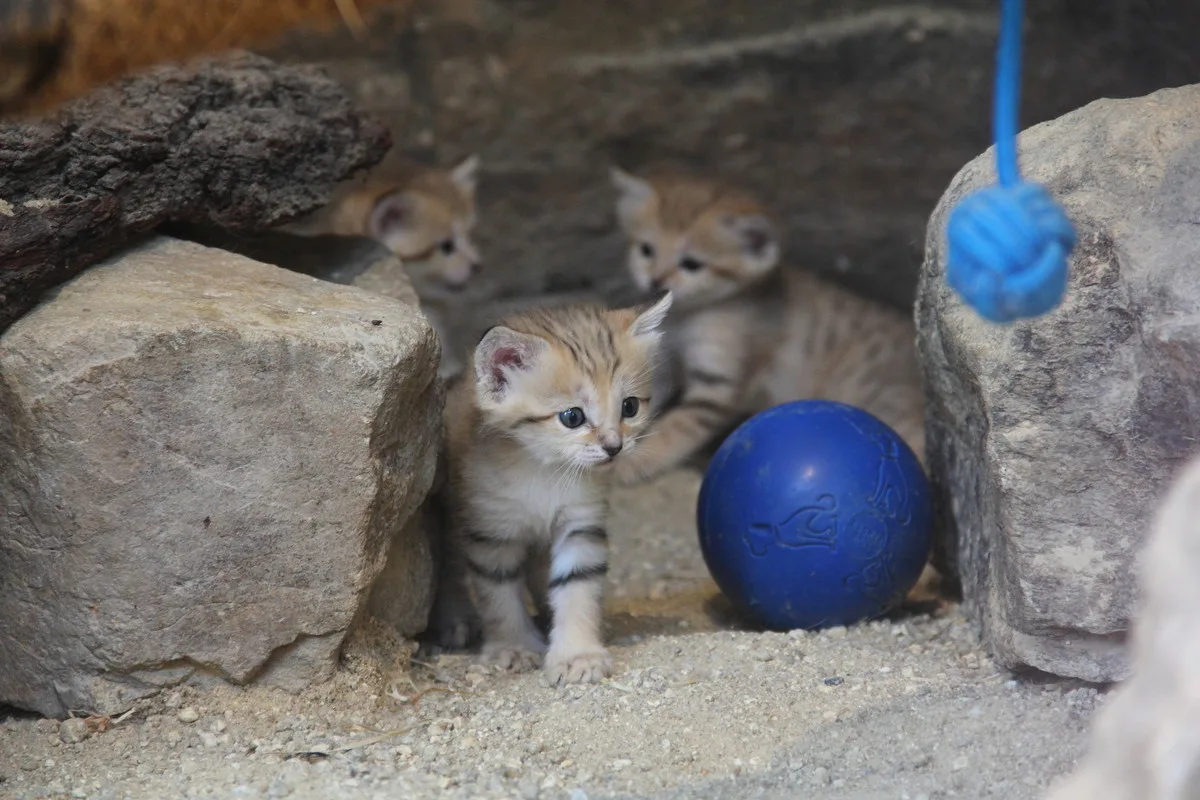 Zoo Hluboká vítá nové přírůstky a slaví chovatelské úspěchy