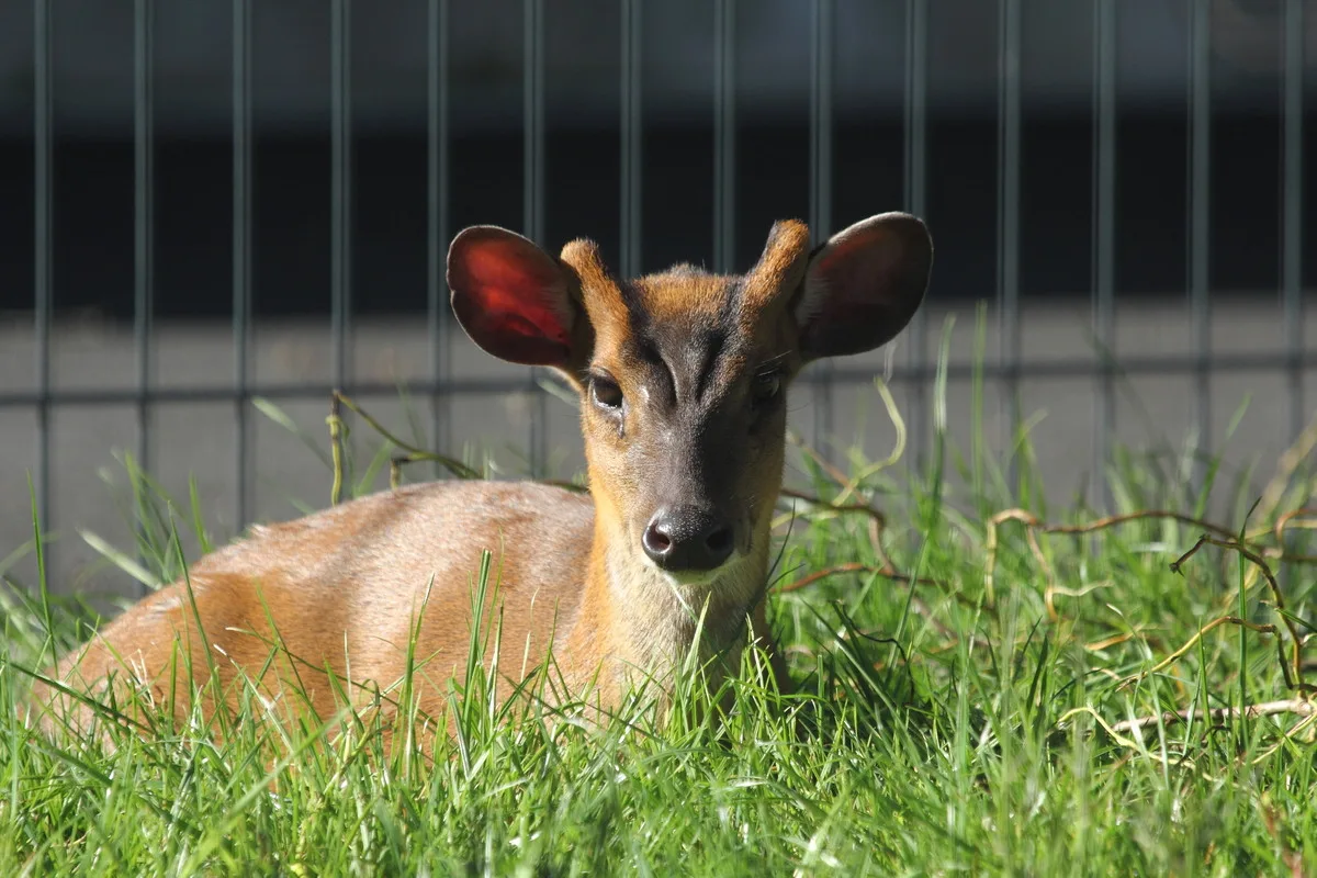 Zoo Hluboká vítá nové přírůstky a slaví chovatelské úspěchy