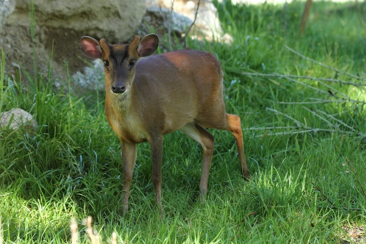 Zoo Hluboká vítá nové přírůstky a slaví chovatelské úspěchy