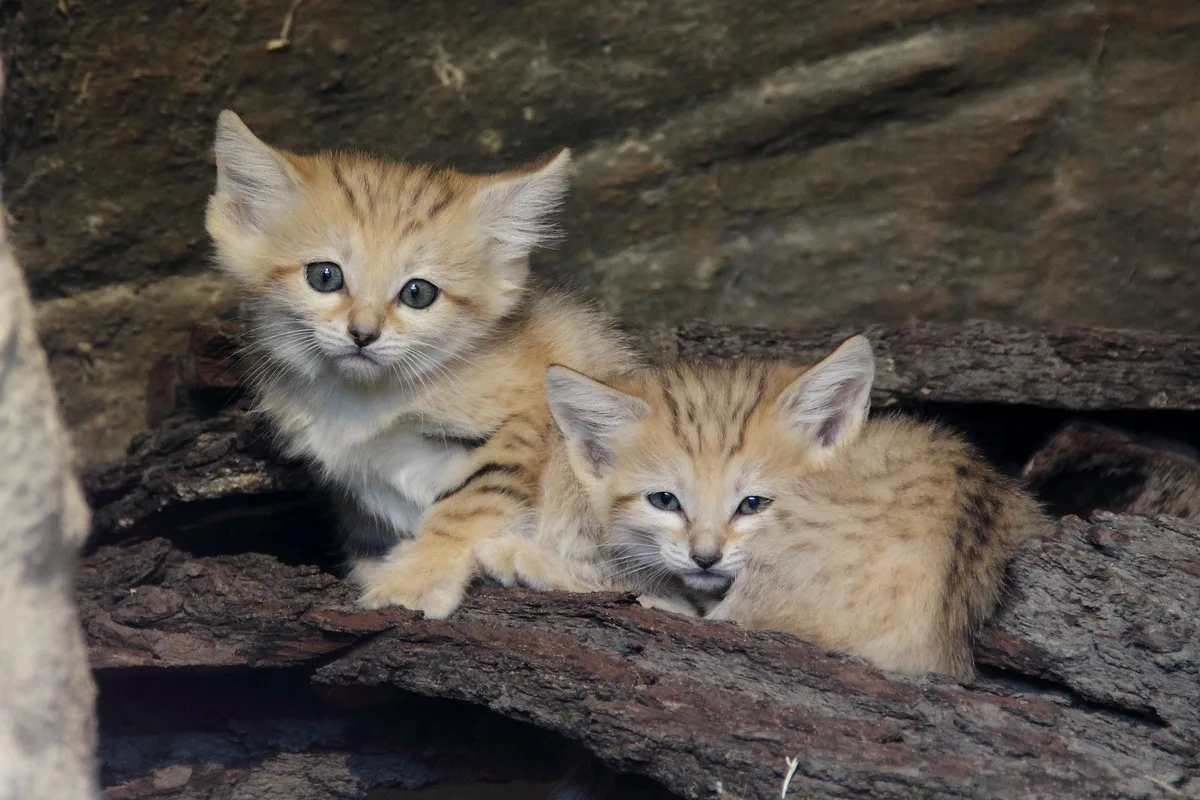 Zoo Hluboká vítá nové přírůstky a slaví chovatelské úspěchy