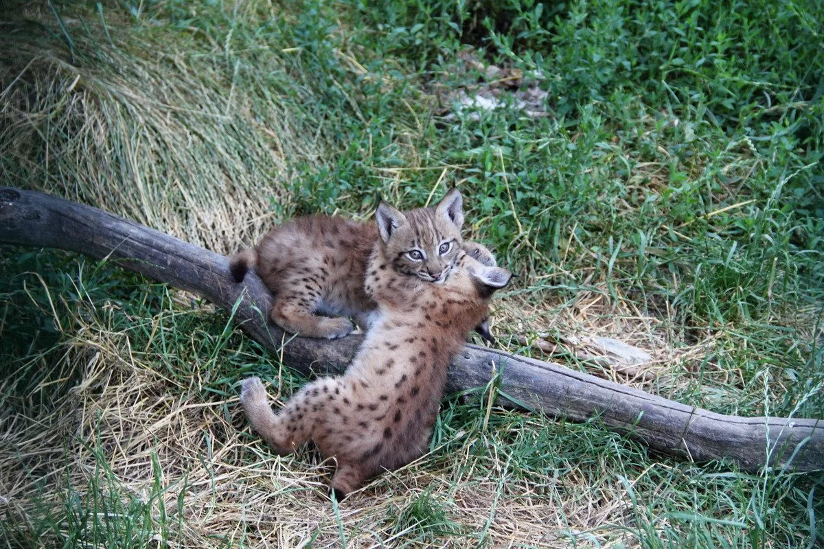 Zoo Hluboká vítá nové přírůstky a slaví chovatelské úspěchy