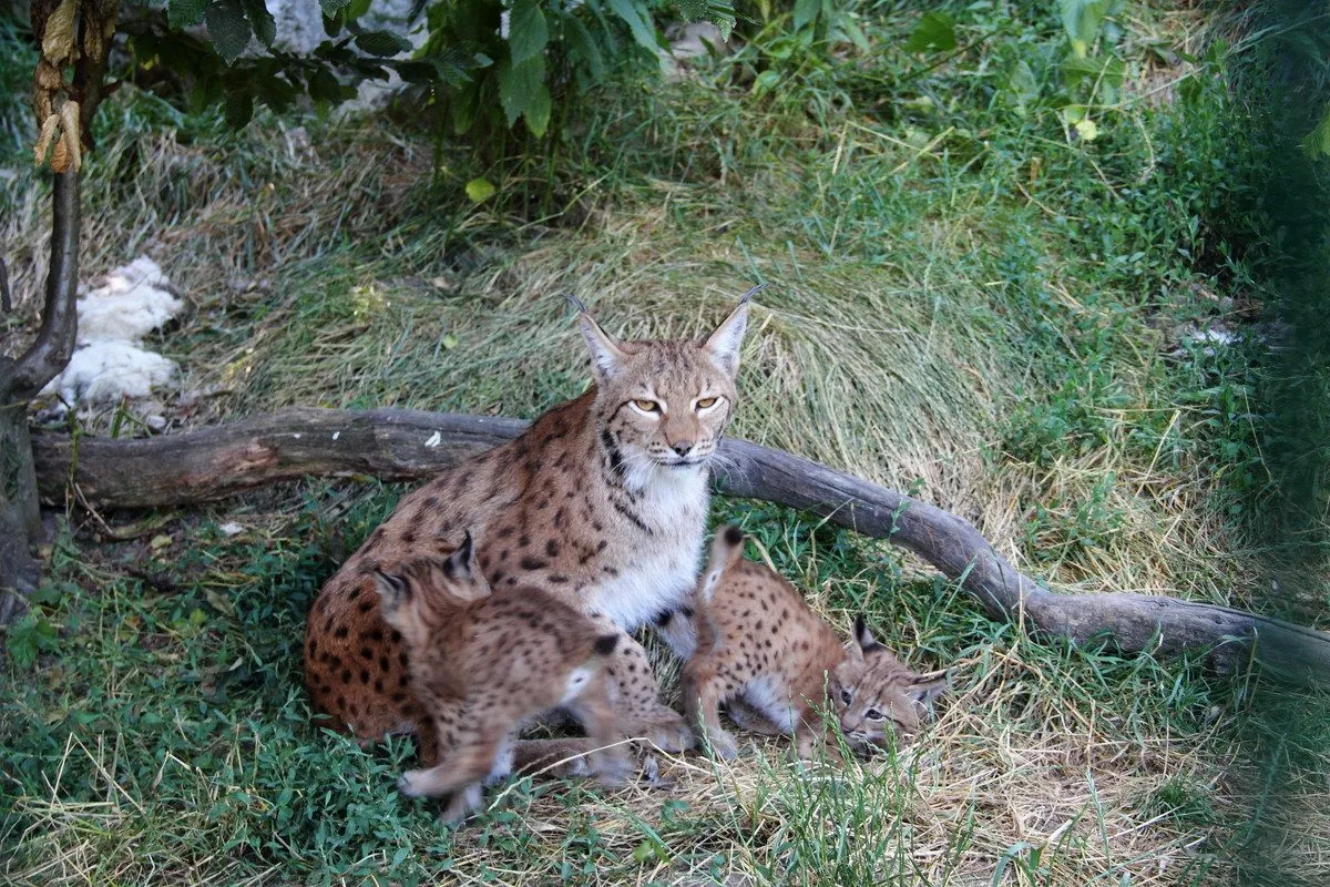 Zoo Hluboká vítá nové přírůstky a slaví chovatelské úspěchy