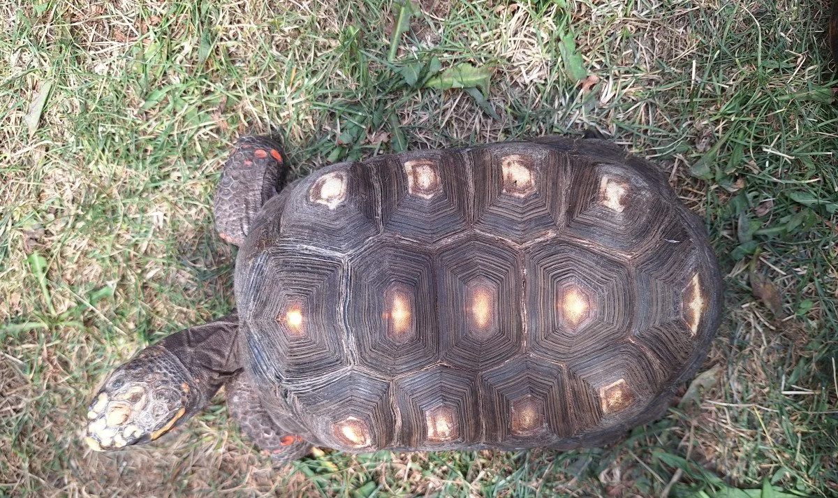 V Táboře mají další želví přírůstky. Zoo plánuje stavět želvárium
