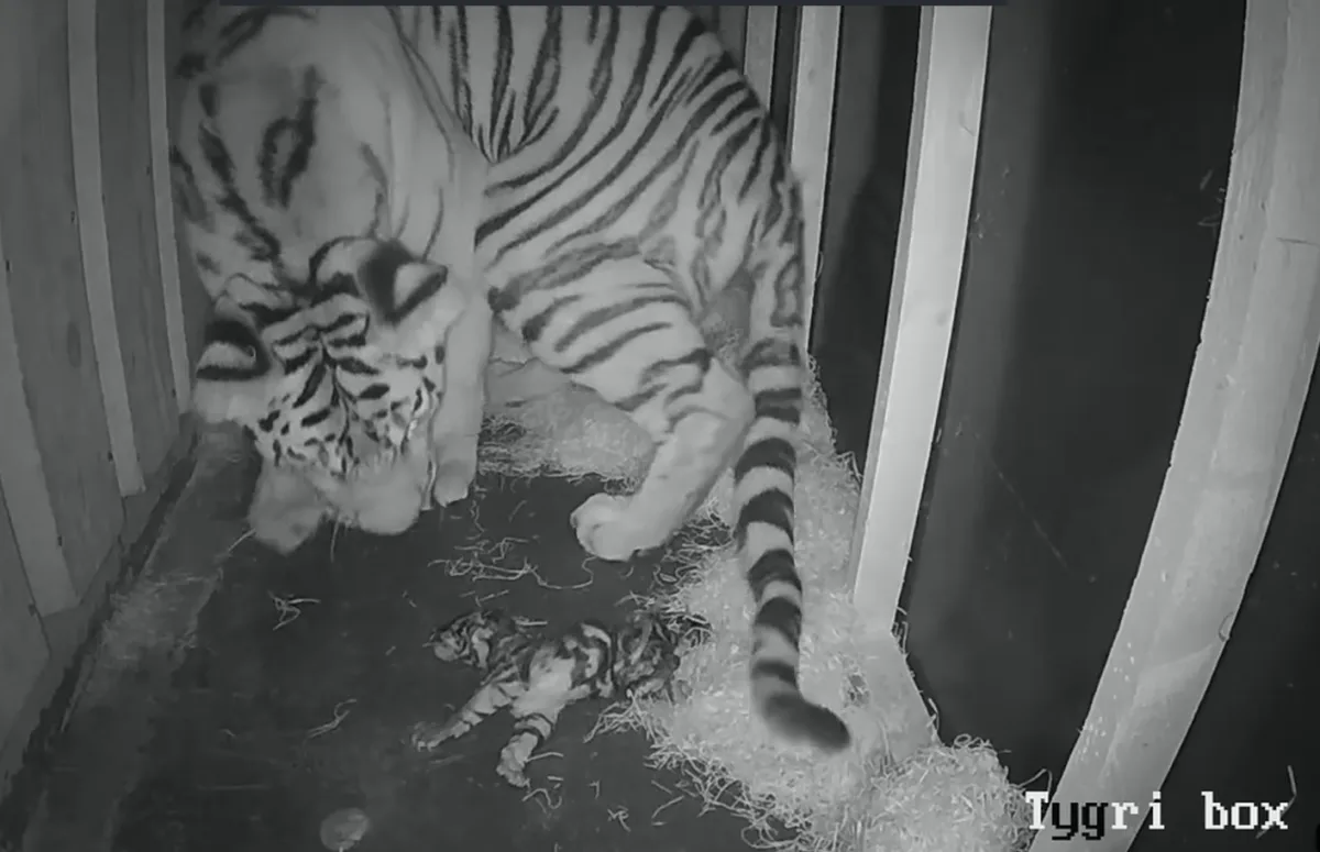 VIDEO: Tygřice Altaica porodila v Hluboké nad Vltavou tři mláďata