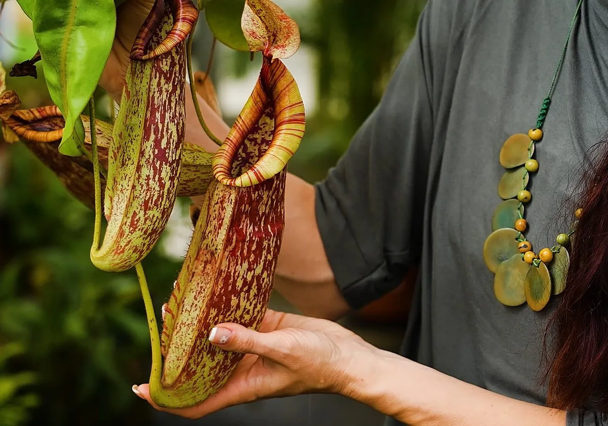 Masožravé krásky se vrací na terasu Jihočeského muzea