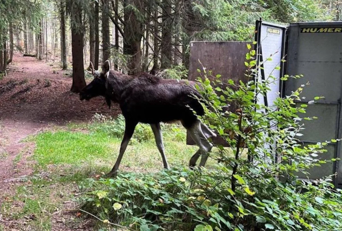 Los Emil se nyní pohybuje v okolí Stožce, zatím neopustil NP Šumava
