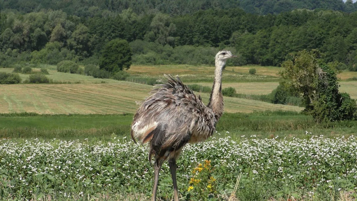Silnici u Hatína blokoval pštros, majitelka ho hledá už tři dny