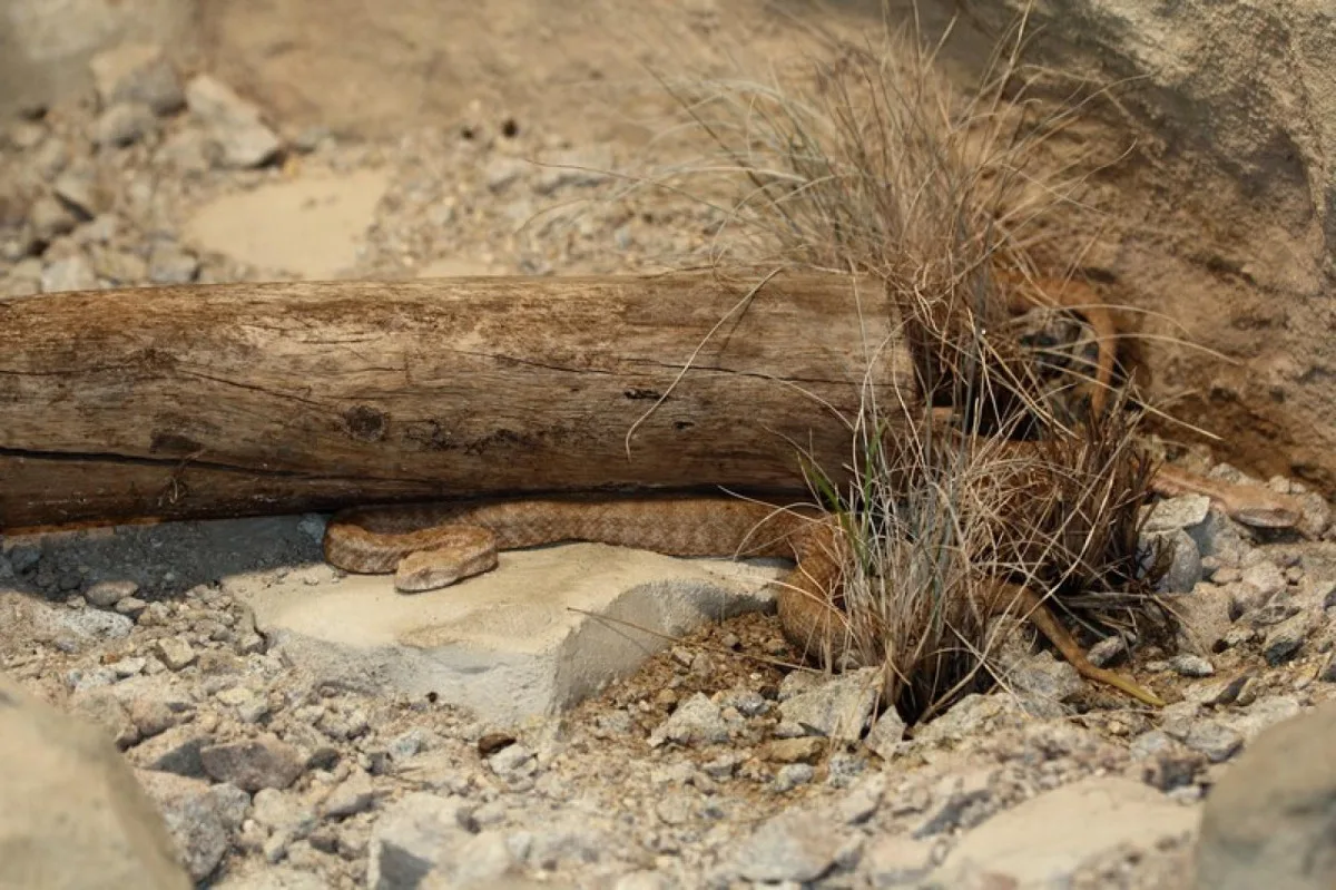 V zoo v Hluboké nad Vltavou se prvně vylíhla mláďata jedovaté zmije Schweizerovy